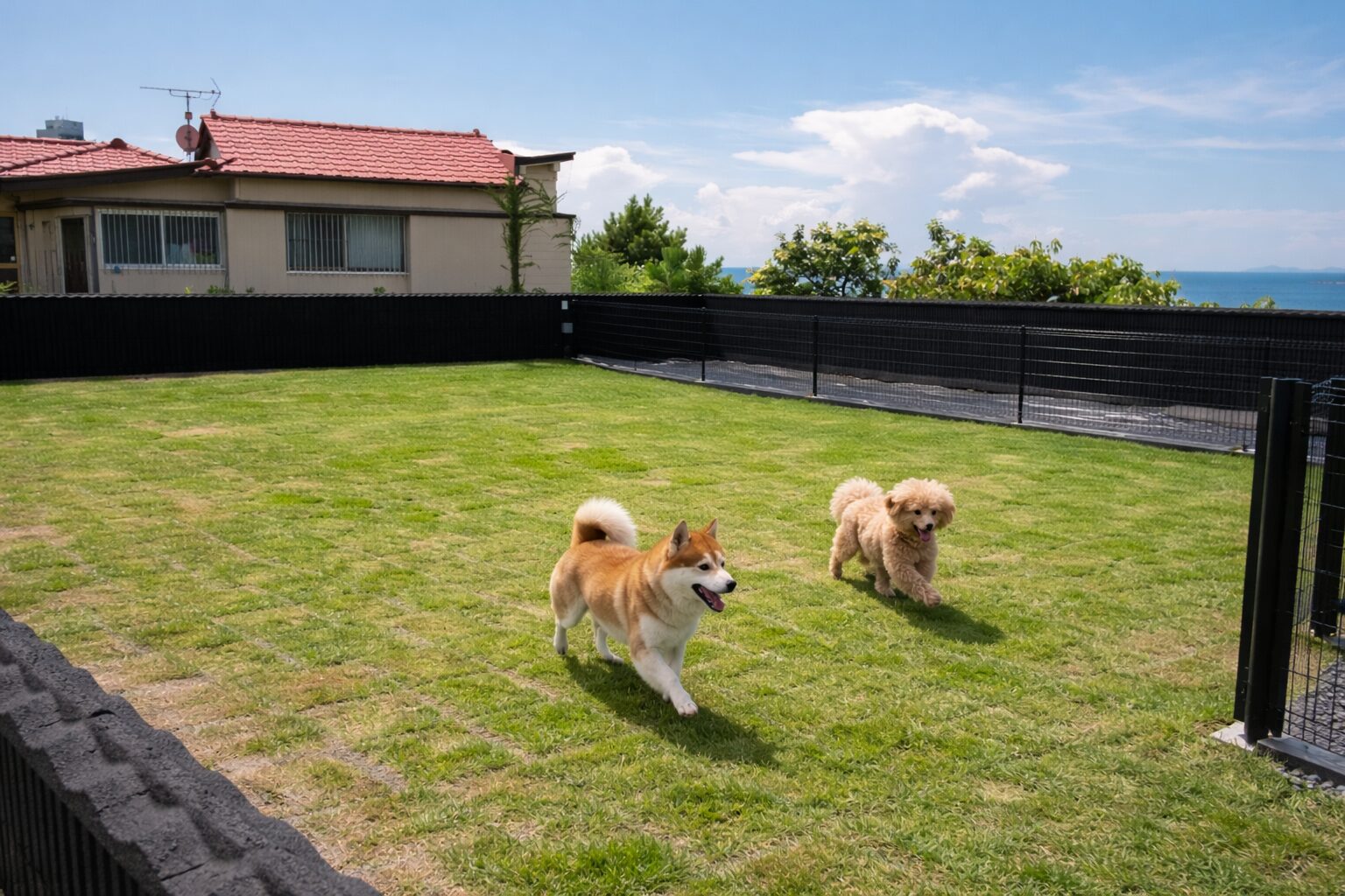 春のプライベートドッグランで愛犬がのびのび遊ぶ様子
